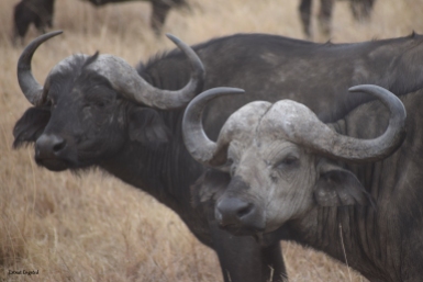 Buffalos in Ngorongoro.