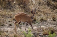 Male Bushbuck, Mikumi, Tanzania.