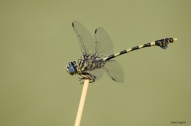 Let's not forget the beauty of small things.. Dragonfly, Mikumi, Tanzania.