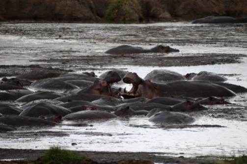 Hippos settling resting spot dispute in Serengeti.
