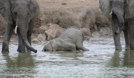 The calf having a blast in the mud in Mikumi, Tanzania.