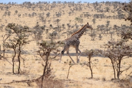 Masai Giraffe outside Serengeti.