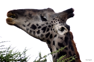 Masai Giraffe feeding in Serengeti.