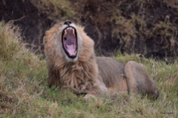 Yawning male lion in Serengeti.