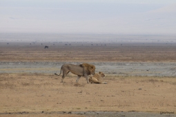Lions doing the mating dance, Ngorongoro.
