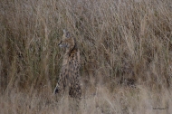 Serval cat in Serengeti.