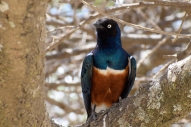 Superb Starling in lunch area, Serengeti.