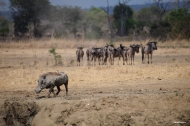 Warthogs and Wildebeest by the watering hole, Mikumi, Tanzania.