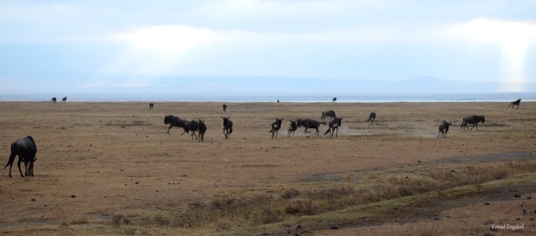 Wildebeest play-running in Ngorongoro Crater.