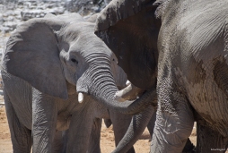 Elephant greetings, Okaukuejo, Etosha National Park.