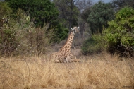 Giraffe lying down, relaxing, during our walking safari in South Luangwa.