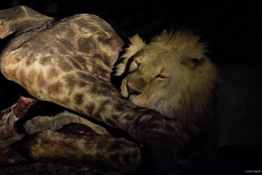 Male lion with his pride's Giraffe kill, Etosha National Park.
