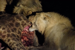 Two male lions feeding on their Giraffe kill, Etosha National Park.