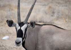 An beautiful Oryx up close in Etosha National Park.