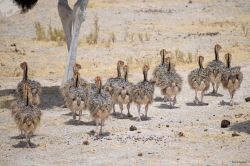A bunch of Ostrich chicks following their parents in Etosha National Park.