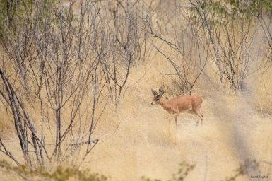 Male Steenbok in the bush in Etosha National Park.