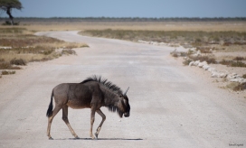 Wildebeest crossing the road in Etosha National Park.