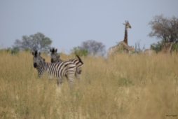 Zebras with giraffes in the background on our walking tour in the Okavonga Delta.
