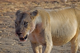 Lioness in South Luangwa, Zambia.