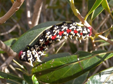 Larvae in Isalo National Park, Madagascar.