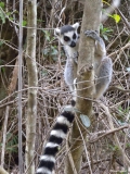Ring-Tailed Lemur within Isalo National Park, Madagascar.