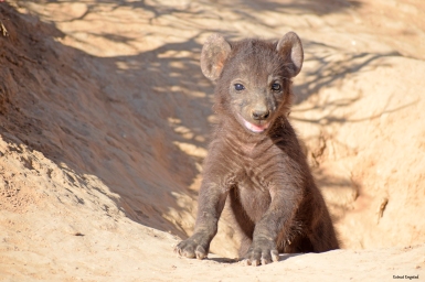 A very young hyena puppy peeking out of its burrow in Addo National Park.